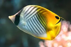 Auriga Threadfin Butterfly Fish Australia Chaetodon auriga