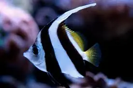 Black and White Heniochus Fiji Heniochus acuminatus - Fish