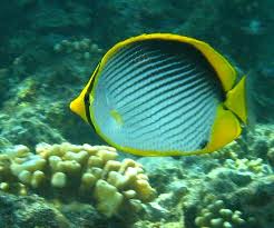 Black Back Butterflyfish Chaetodon melannotus