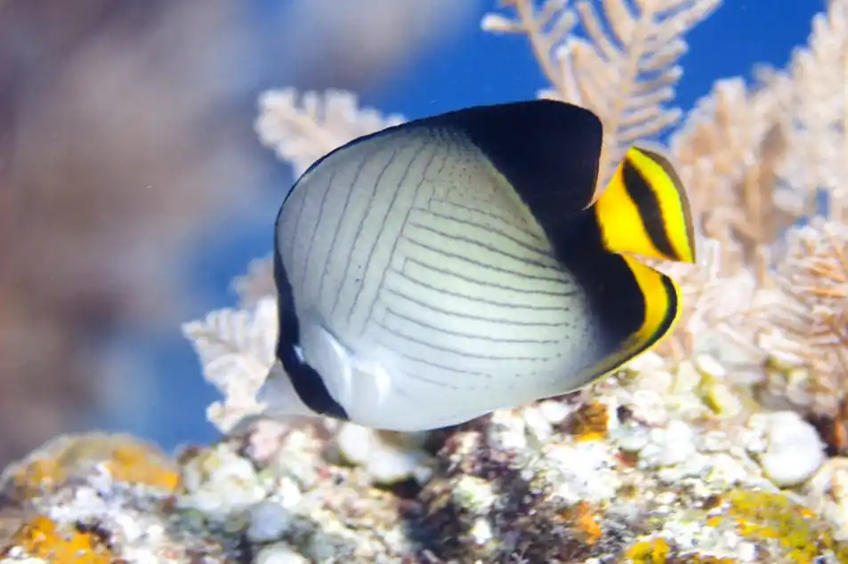 Black Vagabond Butterflyfish Chaetodon decussatus
