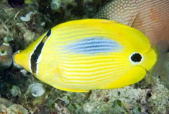 Blue Blotch Butterflyfish Chaetodon plebeius