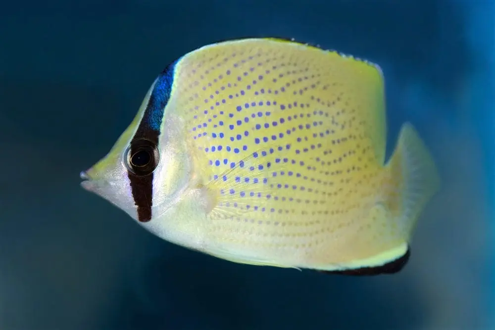Citron Butterflyfish Chaetodon citrinellus