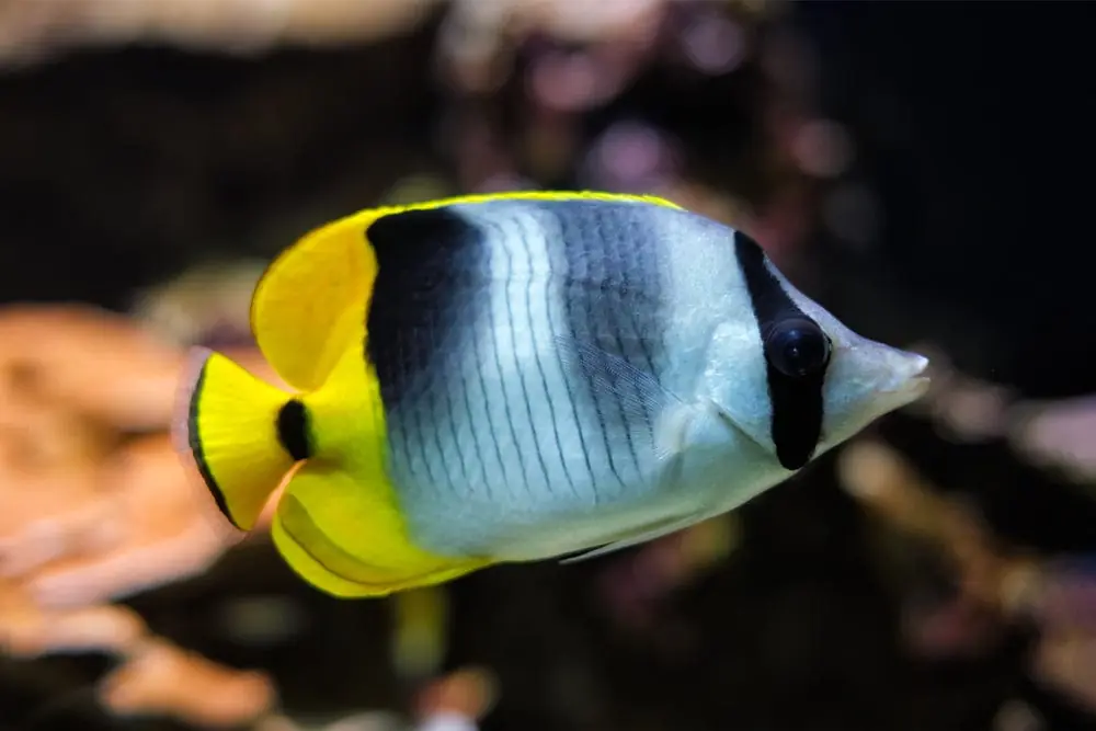 Falcula False Butterflyfish Chaetodon ulietensis