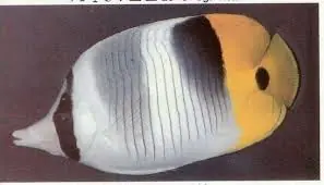 Falcula False Butterflyfish Fiji Chaetodon ulietensis