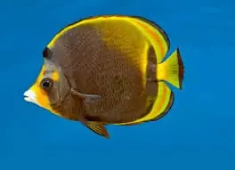 Flavirostris Butterflyfish Australia Chaetodon flavirostris