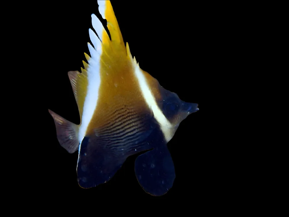 Horned Heniochus Fiji Heniochus varius - Fish