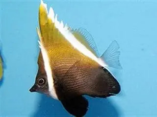 Horned Heniochus Heniochus varius - Fish