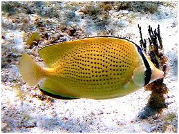 Lemon Butterflyfish Hawaii Chaetodon miliaris