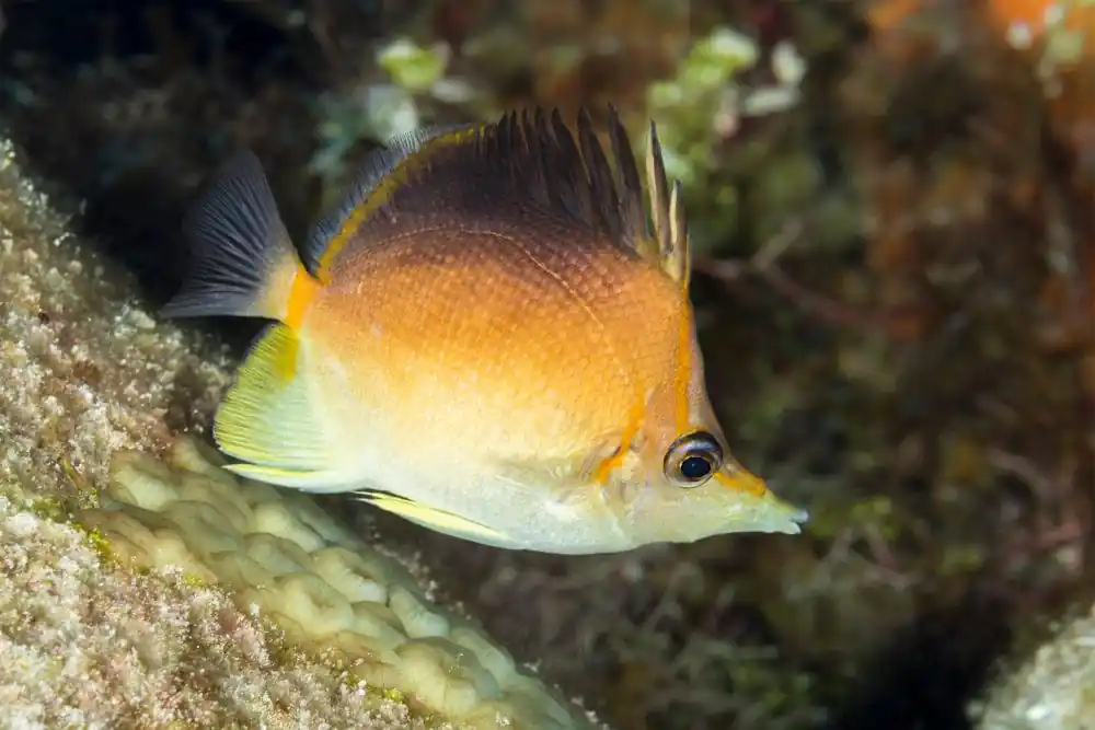 Longnose Butterflyfish Atlantic Prognathodes aculeatus