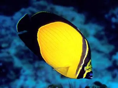 Melapterus Butterflyfish Red Sea Chaetodon melapterus