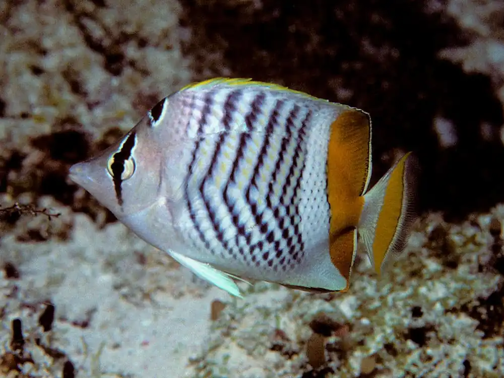 Mertensii Butterflyfish Tonga Chaetodon mertensii
