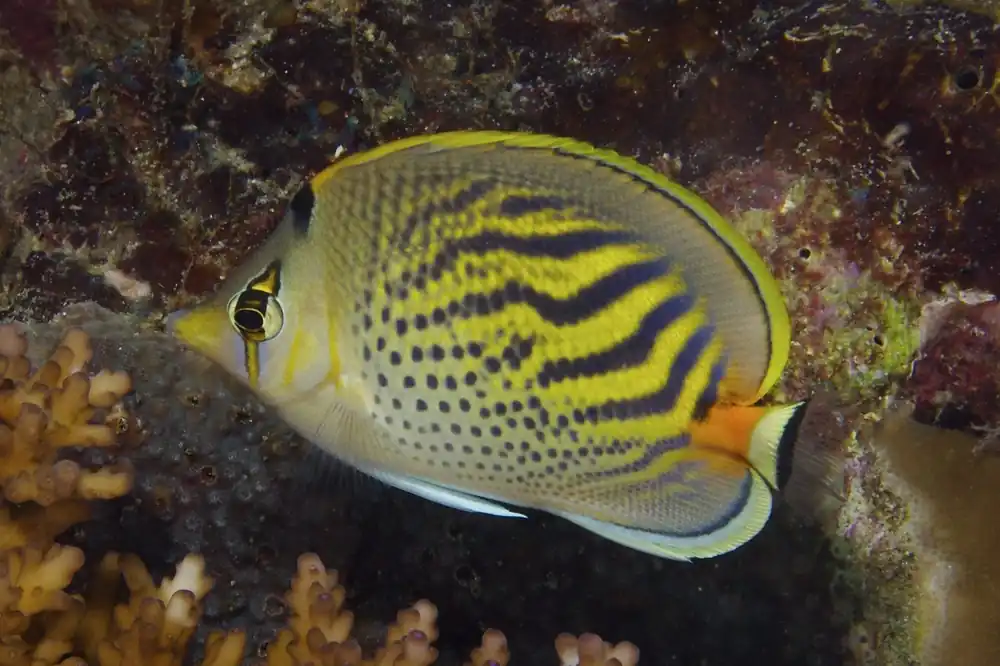 Pelewensis Butterflyfish Fiji Chaetodon pelewensis