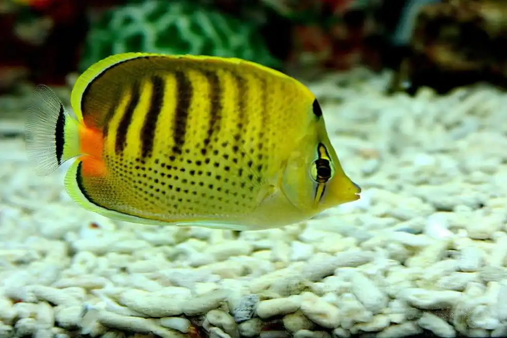 Punctato Butterflyfish Chaetodon punctatofasciatus