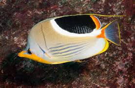 Saddleback Butterflyfish Marshall Islands Chaetodon ephippium