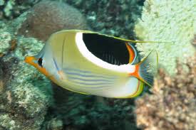 Saddleback Butterflyfish Hawaii Chaetodon ephippium