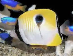 Tear Drop Butterflyfish Fiji Chaetodon unimaculatus