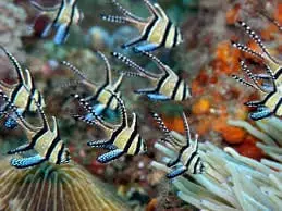 Banner Banggai Cardinal Fish Tank Raised Pterapogon kauderni