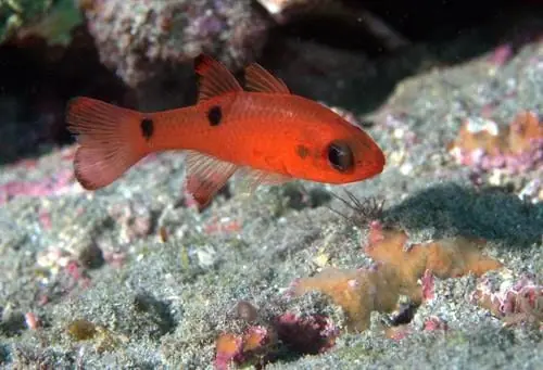 Flame Cardinalfish Pacific Ocean Apogon pseudomaculatus