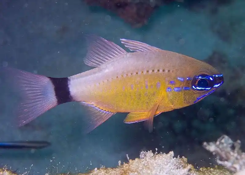 Flower Cardinalfish Apogon fleurieu