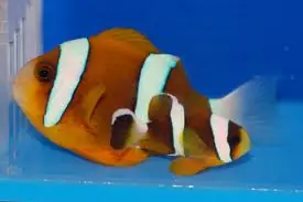 Barrier Reef Clownfish Australia Amphiprion akindynos