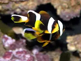 Allardi Clown; Afr. – Amphiprion allardi - Fish