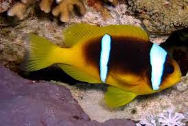 Bicinctus Clown; Red Sea – Amphiprion bicinctus - Fish