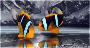 Bluestripe Clown; Pair; Fiji – Amphiprion chrysopterus - Fish