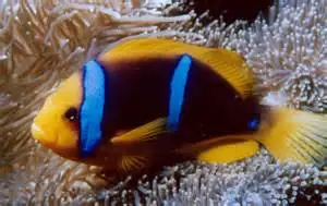 Blue Stripe Clownfish Marshall Islands Amphiprion chrysopterus