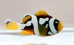 Clarks; Picasso A Grade Captive Bred.. – Amphiprion clarki - Fish