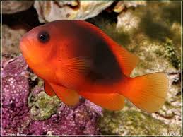 Fire Clownfish Captive Bred Amphiprion ephippium