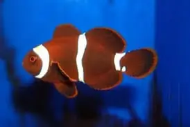 Maroon Clownfish Premnas biaculeatus