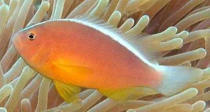 Peach Skunk Clownfish Amphiprion akallopisis