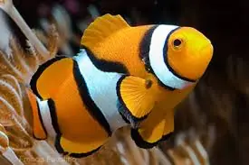 True Percula Clownfish Amphiprion percula