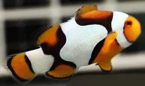Picasso Clown A Grade Captive Bred - Fish