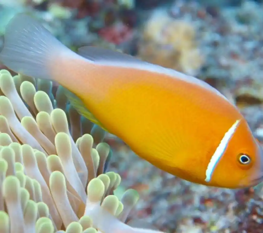 Pink Skunk Clown; Fiji – Amphiprion perideraion - Fish
