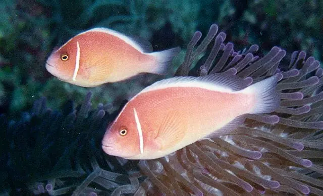 Pink Skunk Clownfish Pair Fiji Amphiprion perideraion