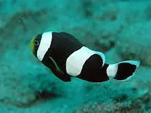 Black Saddleback Clownfish Captive Bred Amphiprion polymnus