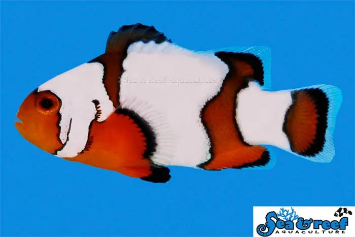 B Grade Snowflake Ocellaris Clownfish Captive Bred Amphiprion ocellaris