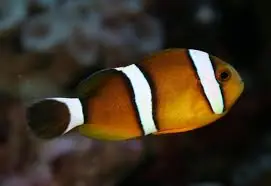 Tricinctus (3 Band) Clownfish Marshall Islands Amphiprion tricinctus