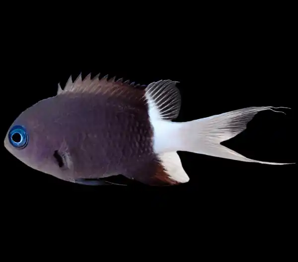 Bicolor Chromis – Chromis margaritifer - Fish