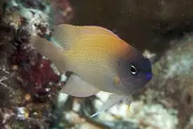 Blue Head Pink Damsel – Chrysiptera rex - Fish