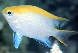 Bluefin Damsel – Neoglyphidodon melas - Fish