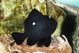 Domino Damsel; H.C.; Fiji – Dascyllus trimaculatus - Fish