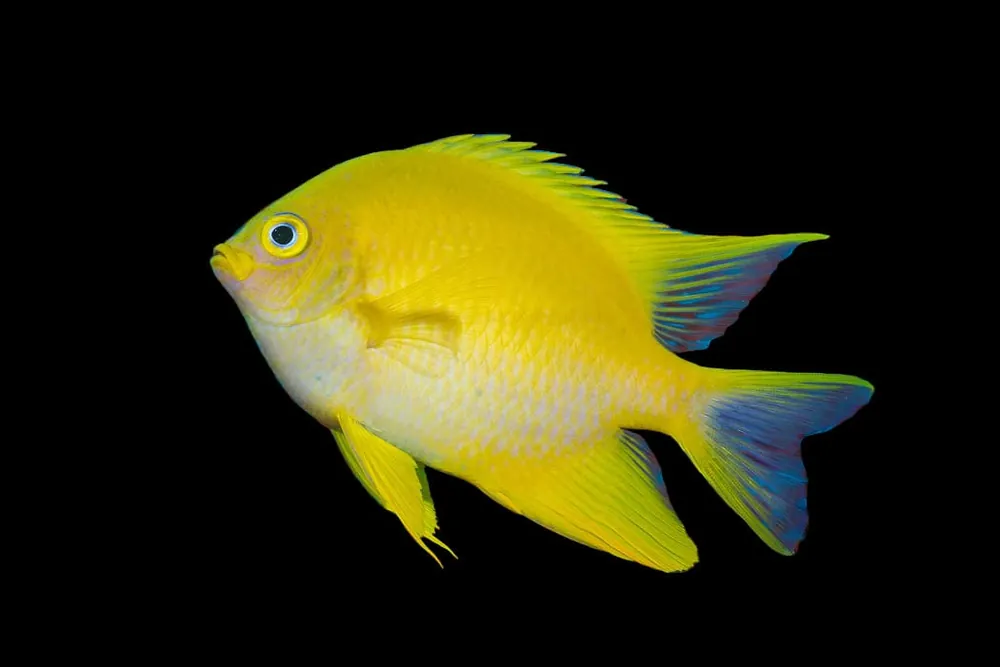 Golden Damsel; Fiji – Amblyglyphidodon aureus - Fish