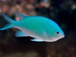 Green Chromis: H.C.; Haw. – Chromis viridis - Fish