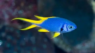 Indigo Chromis – Chromis anadema - Fish