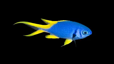 Indigo Chromis; Tonga – Chromis anadema - Fish