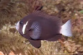 McCullochi Damsel; Aust. – Parma mccullochi - Fish