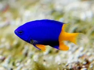 Scotts Damsel – Chrysiptera arnazae - Fish