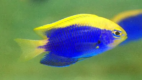 Starcki Damsel – Chrysiptera starcki - Fish